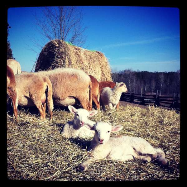 Lambs @3